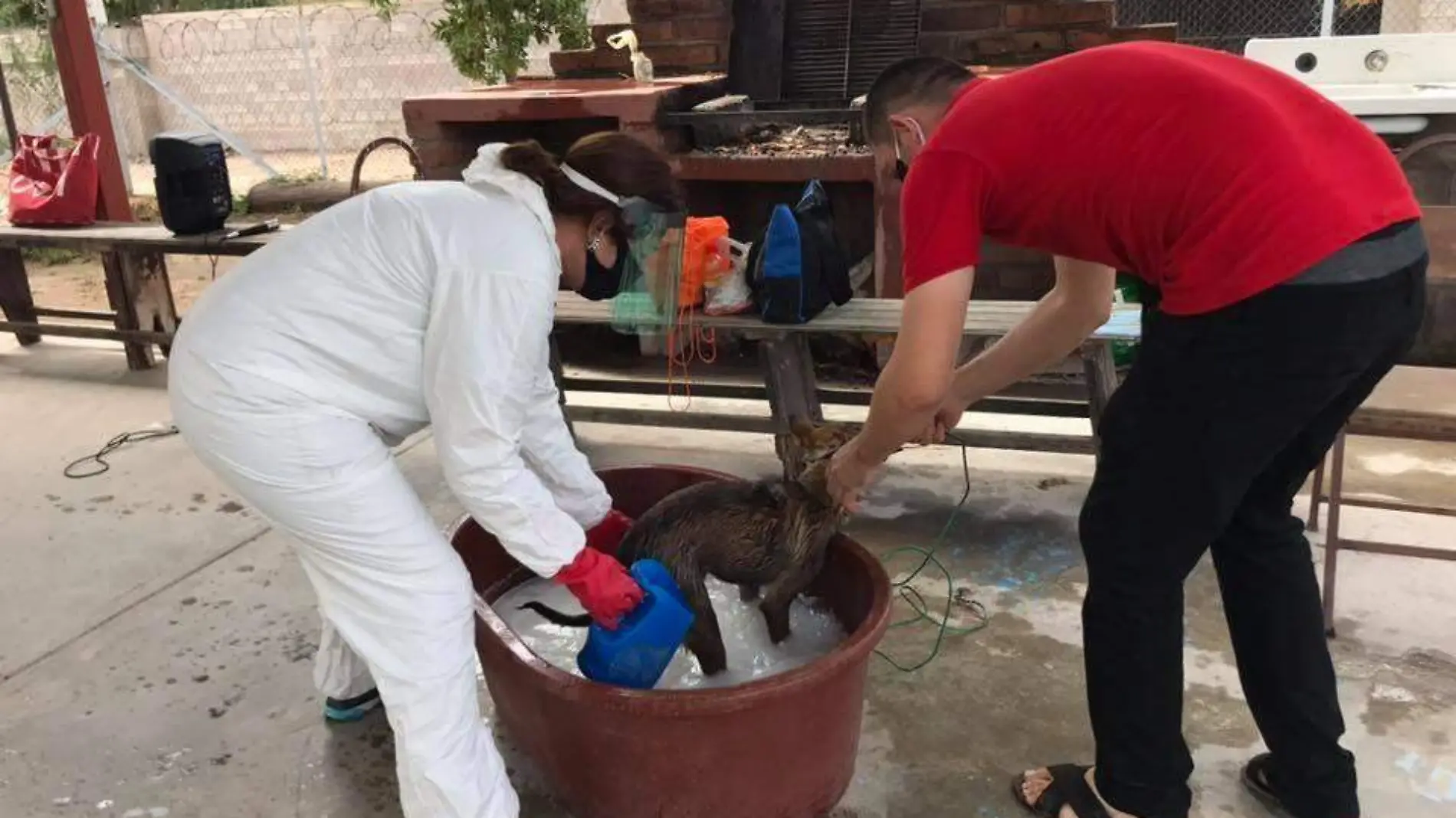 perros Jornadas de salud Pata de Perro (4)